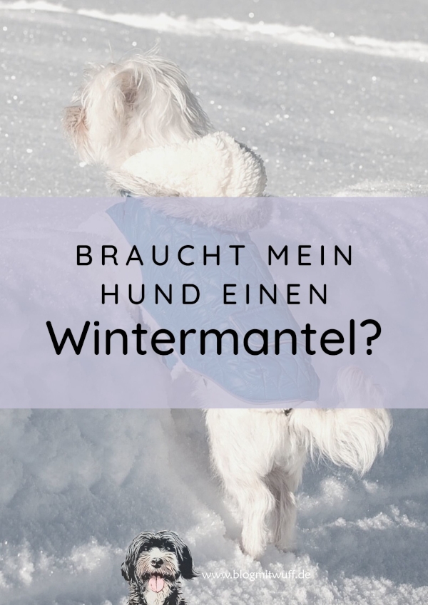 Blog mit Wuff Hundeblog Gesundheit Alles zum Thema gesunder Hund