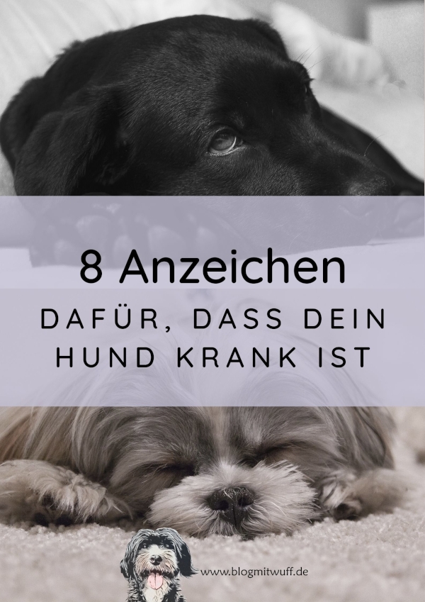 Blog mit Wuff Hundeblog Gesundheit Alles zum Thema gesunder Hund