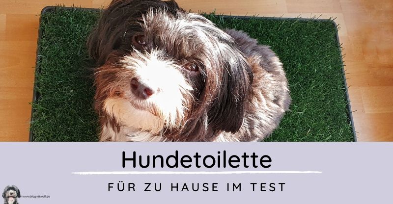 Werbung | Sailnovo Hundetoilette für zu Hause | Blog mit ...