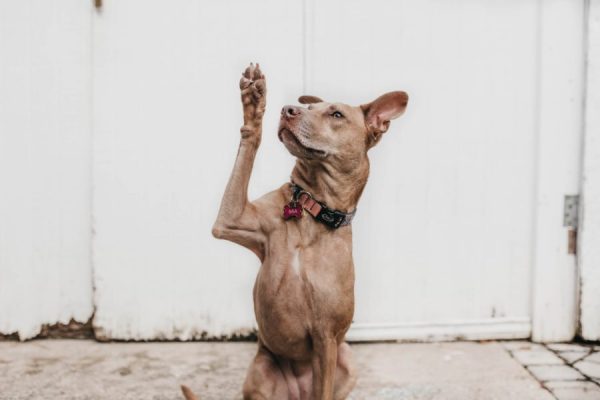 Blog mit Wuff Hundeblog Gimme 5! Wie du deinem Hund spielend leicht