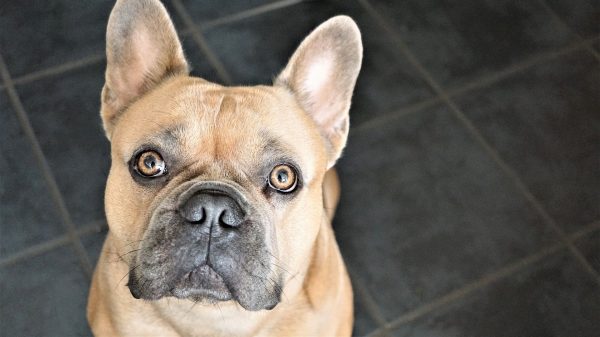 Blog mit Wuff Der Hundeblog Schlaganfall bei Hunden